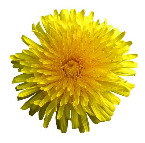 Free Sunny flower Stock Photo - FreeImages.com