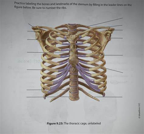 ex.9 thoracic cage Diagram | Quizlet