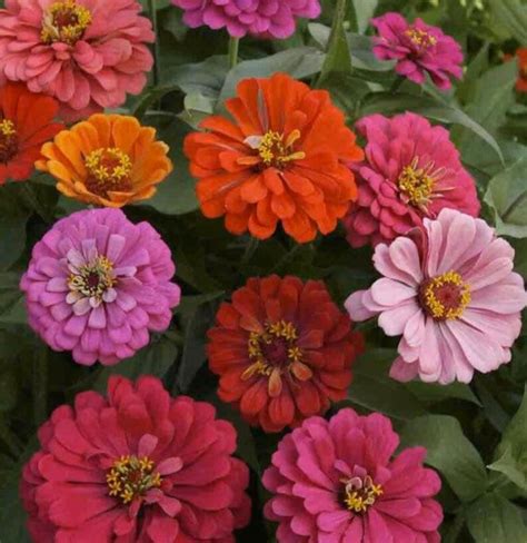 California Giant Zinnia Mixed Colors - Etsy