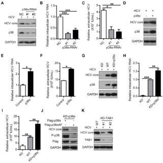 TAB1 mediated p38α activation facilitates for HCV replication A C