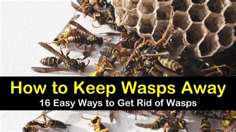 How To Keep Wasps Away Ways To Get Rid Of Wasps