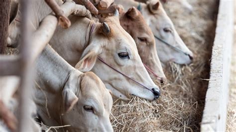 Mengenal Apa Itu Qurban Idul Adha Mengapa Penting Dilakukan Pahami