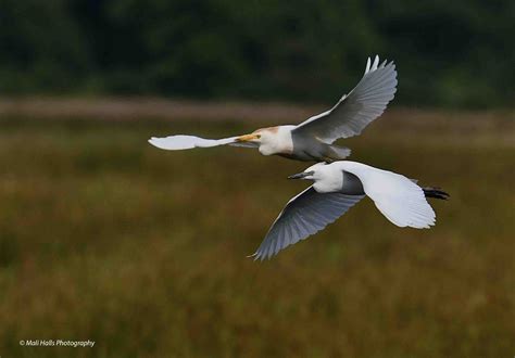 Cattle Egrets 3410.jpg | BirdForum