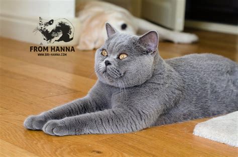 Британский котенок Darwin From Hanna Bri