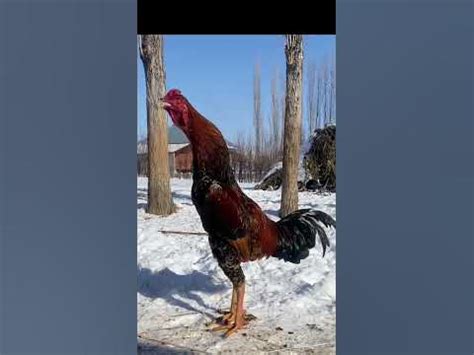 Крик петуха#петуха #петух #бостонтв - YouTube