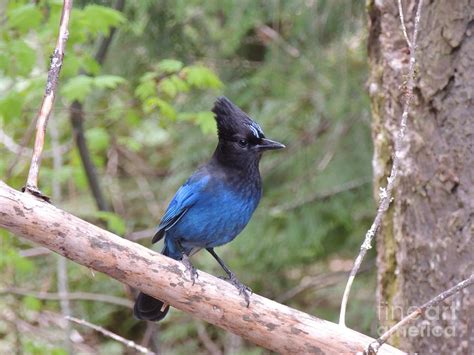 Stellar Blue Jay Photograph by Vera M - Fine Art America