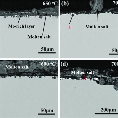 Cross Sectional Morphologies Of L After Galvanic Corrosion In Molten