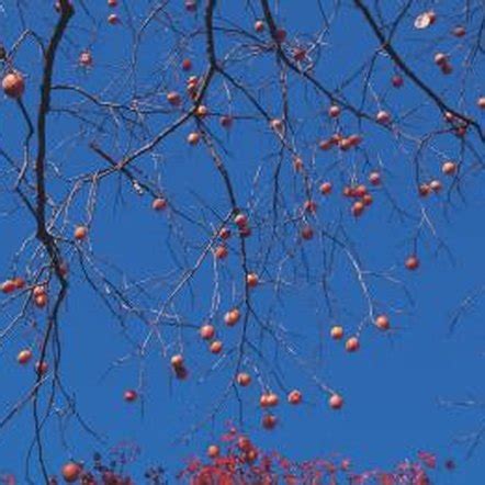 Fuyu Persimmon Tree Pruning Techniques | Home Guides | SF Gate