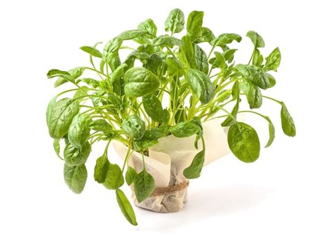 Premium Photo Close Up Of Fresh Spinach In A Pot