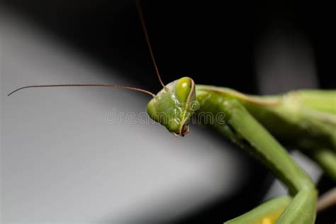 Mantis Close Up Frontal Stock Image Image Of Macro