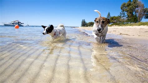 Las Mejores Playas Para Perros En Espa A Con Mis Mascotas