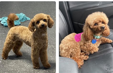 What does a completely shaved poodle look like? : r/doggrooming