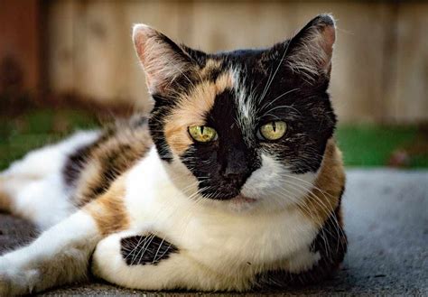 Spiritual Meaning Of Tortoiseshell And Calico Cats Gaiansoul