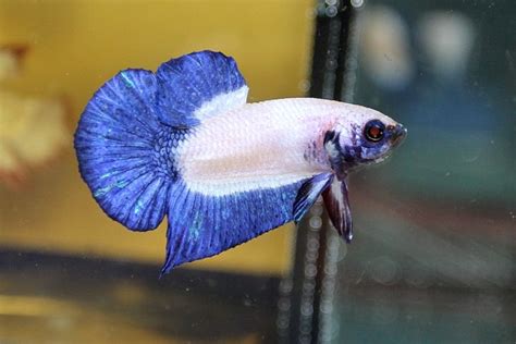 NO C O D Ikan Laga JANTAN MALE Betta Aneka Pilihan BLUE RIM MARBLE