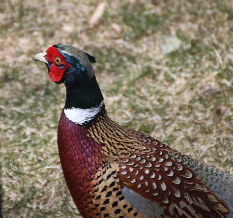 Male Ring Necked Pheasant Showing Off His Breeding Plumage Flickr