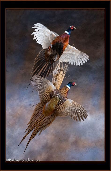 The best Pheasant Mounts Superior Taxidermy