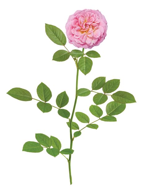 Sweet Drift® — Drift® Roses