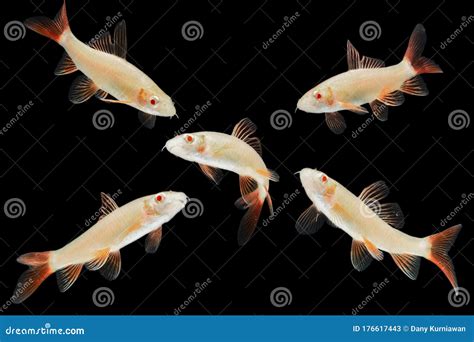 Albino Red Fin Shark Fresh Water Fish Stock Image Image Of Clipping