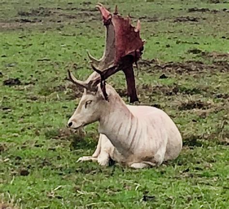 This deer shedding the velvet from its antlers : r/natureismetal