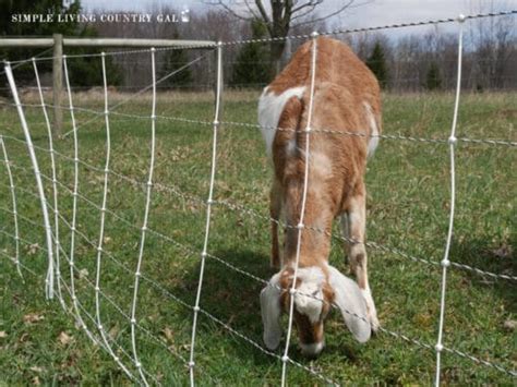 different types of Electric goat fence | Simple Living Country Gal