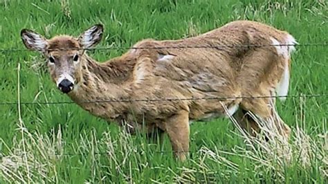 Deer Hunt 2024: Chronic wasting disease update