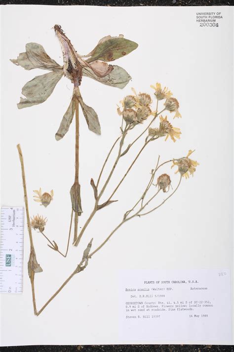 Arnica Acaulis Species Page Isb Atlas Of Florida Plants