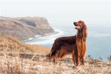 Setter Irlandés Todo lo que Necesitas Saber sobre este Perro Castaño