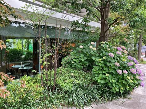 外苑前ペットOKのヴィーガンオーガニックカフェ TREE by NAKED meiji park ツリー バイ ネイキッド新規オープン harao tokyo