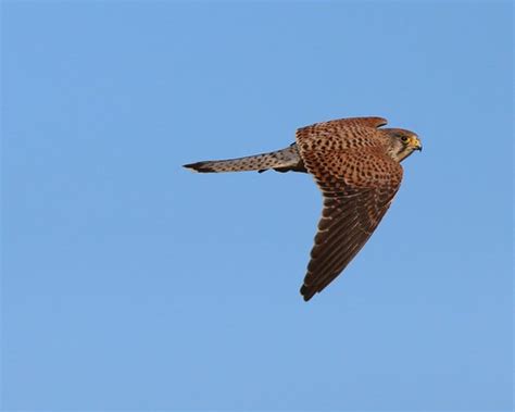 Peneireiro Vulgar Falco Tinnunculus Common Kestrel Flickr