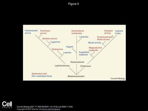 Volume 17, Issue 1, Pages R29-R35 (January 2007) - ppt download