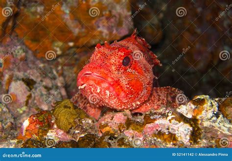 Red Scorpionfish Scorpaena Scrofa Linnaeus Canary Islands Stock