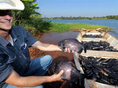 G1 Cultivo de tilápia no Lago de Itaipu pode dobrar produção de