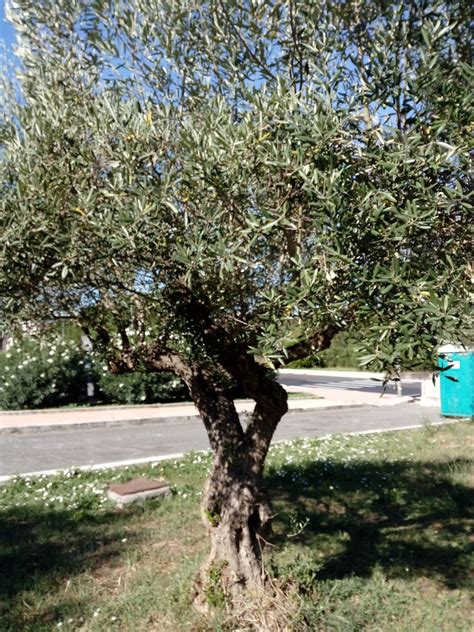 ALBERELLI D'ULIVO