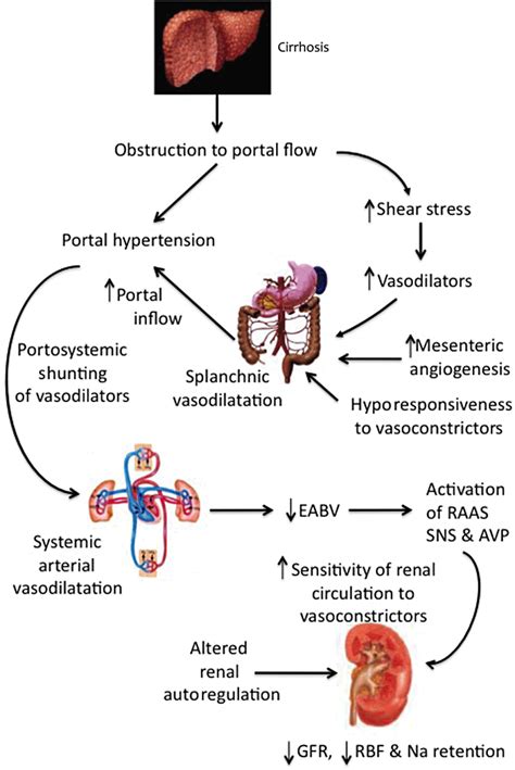 Pathophysiology Of Ascites In Cirrhosis