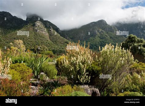 Kirstenbosch Botanical Garden Cape Town Hi Res Stock Photography And