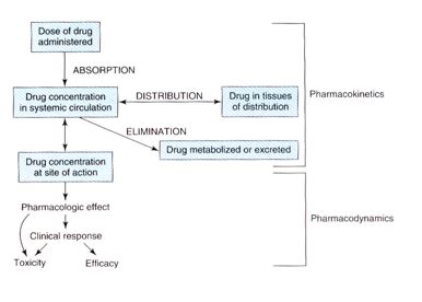 Pharmacokinetics Pharmacodynamics Flashcards Quizlet