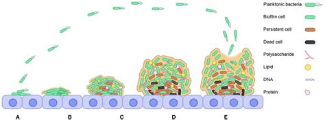 Frontiers Understanding Bacterial Biofilms From Definition To