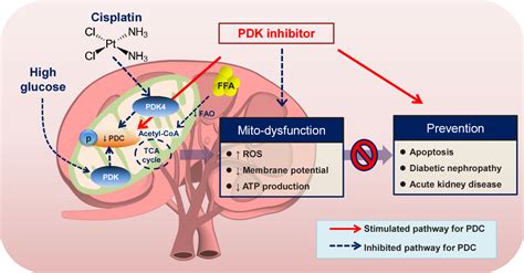 Pyruvate Dehydrogenase Complex Deficiency Disease Semantic Scholar