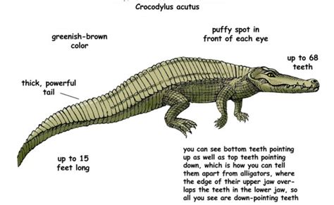 Image Result For Labelled Diagram Of Crocodile Diagram Crocodile Image