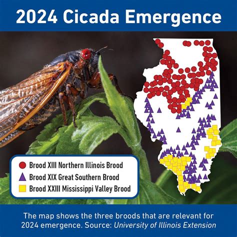 What Impact Will Cicadas Have On Agriculture Shaw Local