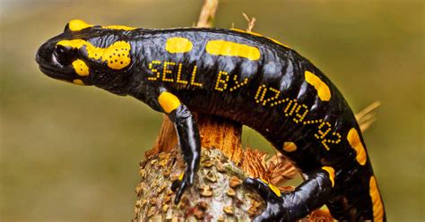 Nature Is Amazing: This Species Of Salamander Has Evolved A Sell-By ...