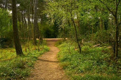 Premium Photo Forest Trail Scene Woodland Path