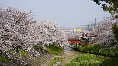 Cherry Blossoms Nara - Free photo on Pixabay - Pixabay