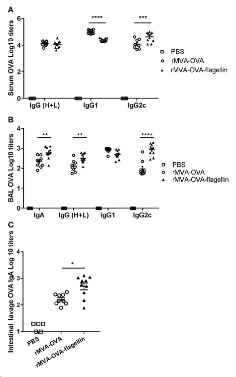 Rmva Vaccine Also Encoding Ova Rmva Ova Flagellin Induces