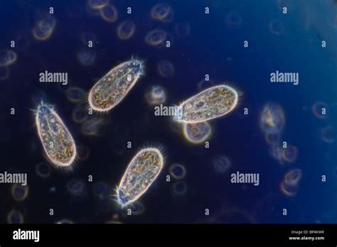 Ciliates Under Microscope