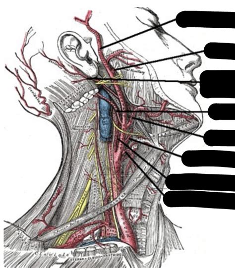 External Carotid Artery Branches Diagram | Quizlet