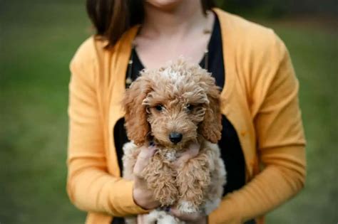 11 Best Toy Poodle Breeders USA (2025) - Poodle Club