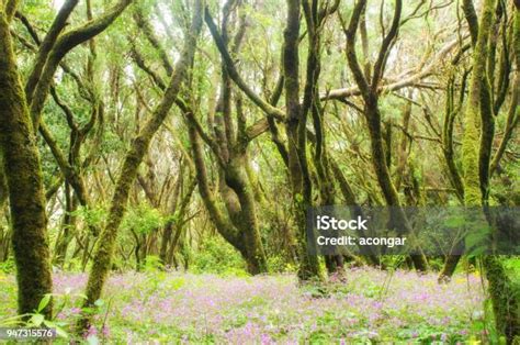 Hutan Hijau Yang Indah Di Taman Nasional Garajonay Di Pulau La Gomera