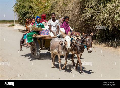 Traditional Donkey and Carriage Transport, Lake Ziway, Ethiopia Stock ...