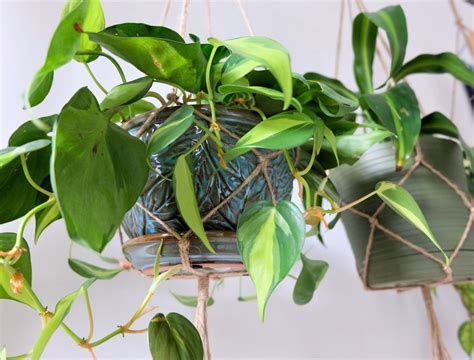 6 Best Indoor Hanging Plants To Add To Your Home - Backyard Boss